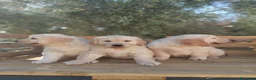 Golden Retriever perros en venta: ULTIMOS GOLDEN RETRIEVER, SUPER OFERTA. - Anuncio 13