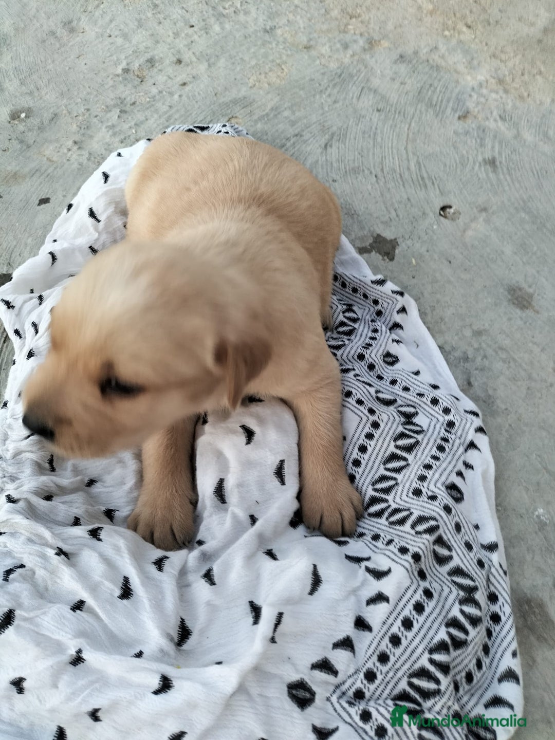Labrador Retriever perros en venta: Labrador dorado - Imagen 5