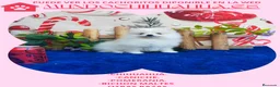 Pomerania perros en venta: PRECIOSO CACHORITO DE POMERANIA  - Anuncio 12