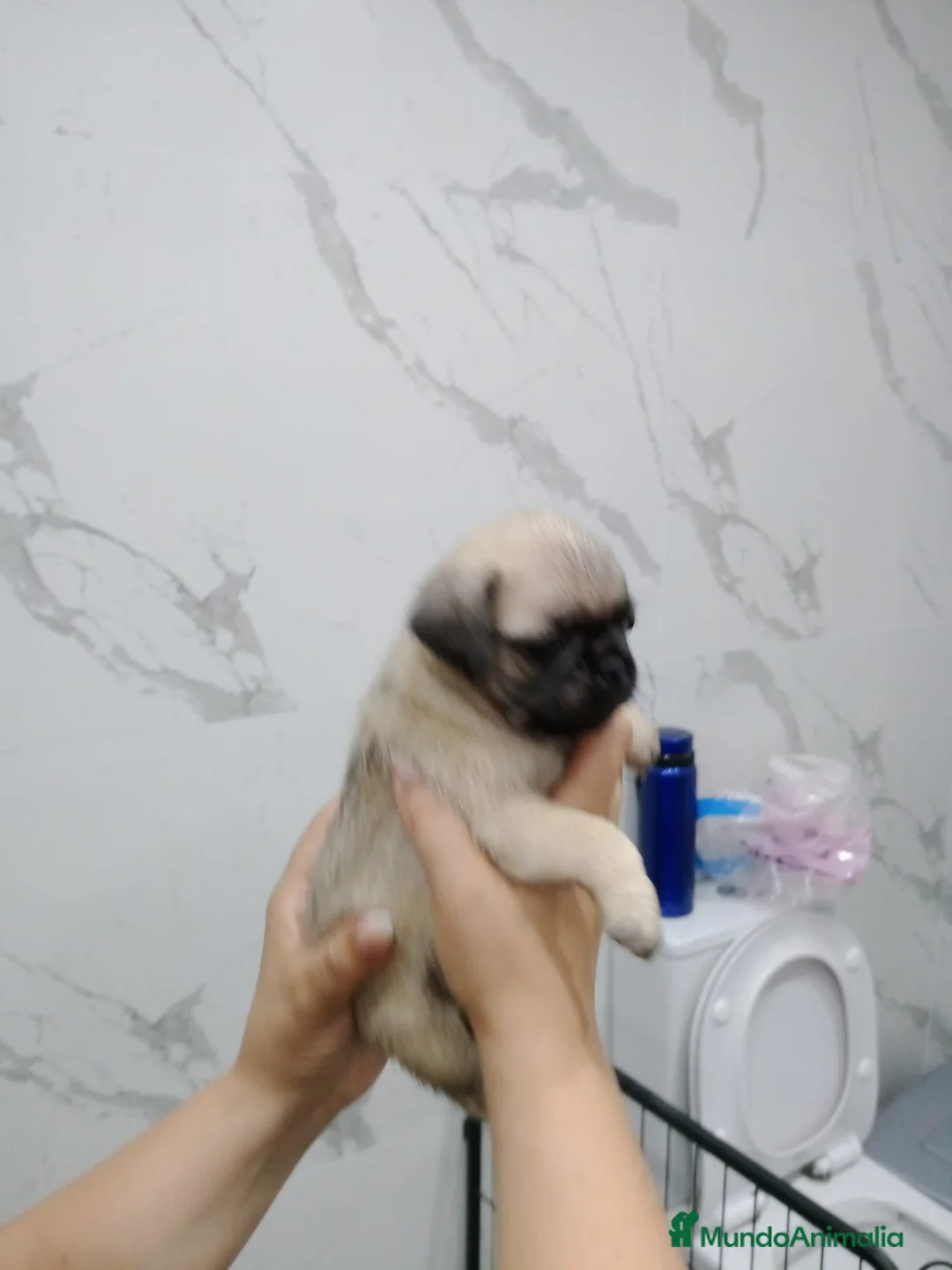 Carlino - Pug perros en venta: Carlino-Pug  - Anuncio 5