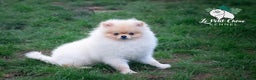 Pomerania perros en venta: Pomerania macho color crema  - Anuncio 2