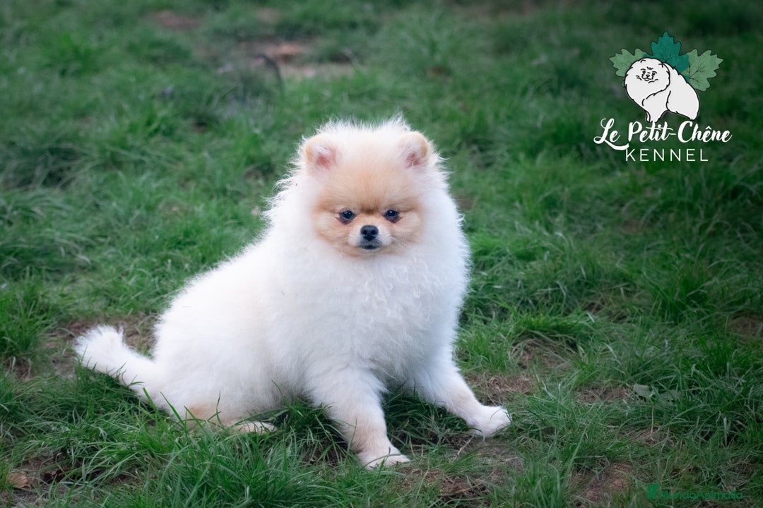 Pomerania perros en venta: Pomerania macho color crema  - Imagen 2