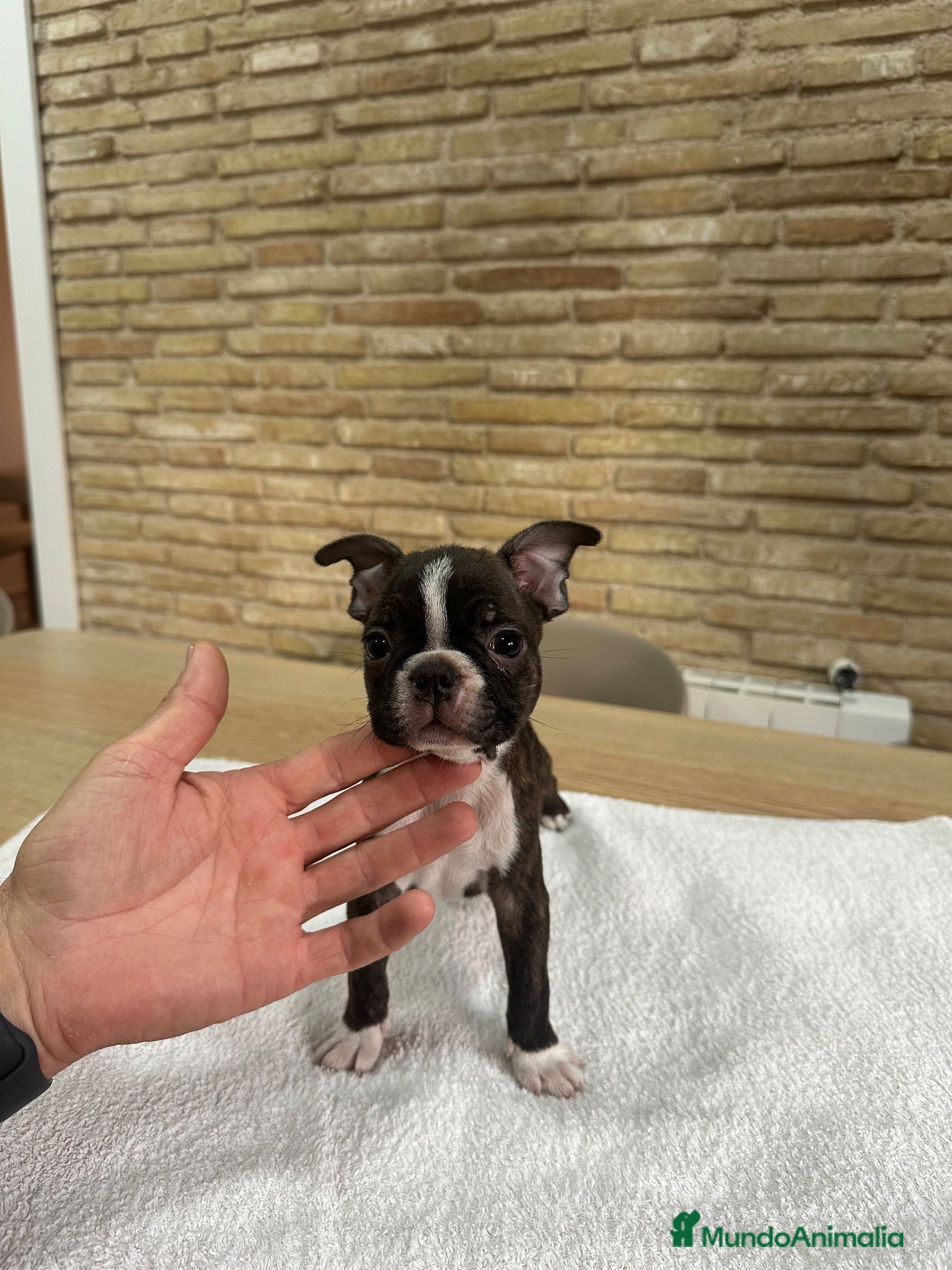 Boston Terrier perros Cachorro boston terrier  - Anuncio 1