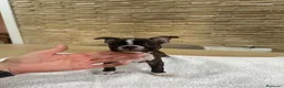 Boston Terrier perros en venta: Cachorro boston terrier  - Anuncio 1
