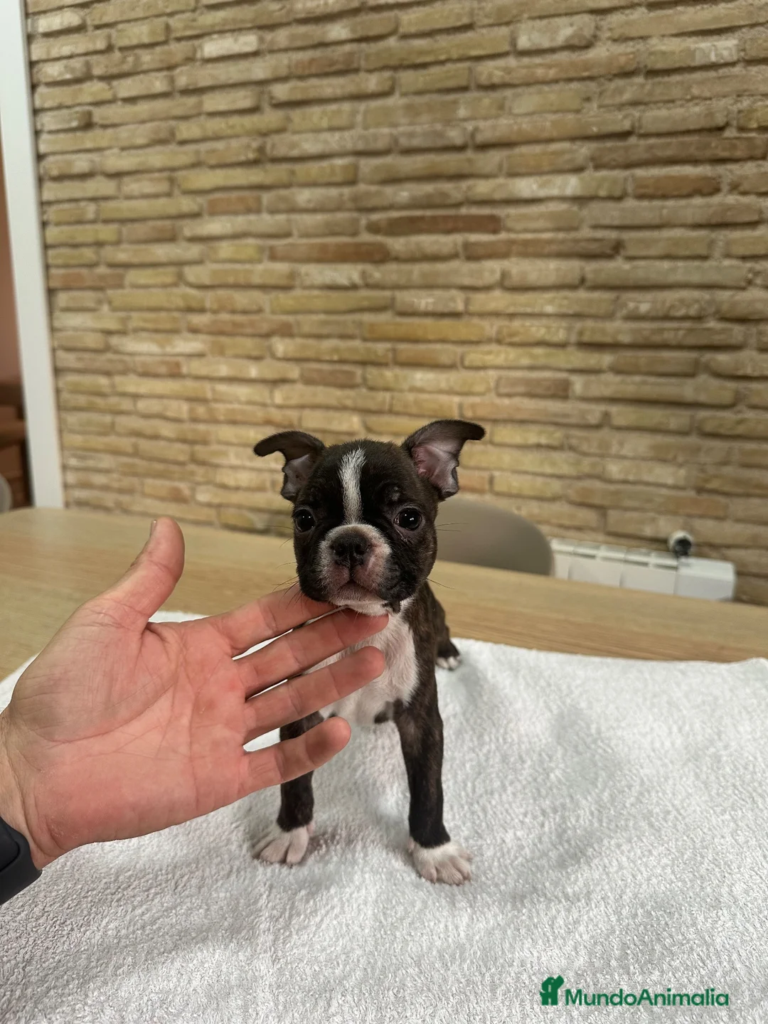 Boston Terrier perros en venta: Cachorro boston terrier  - Anuncio 1