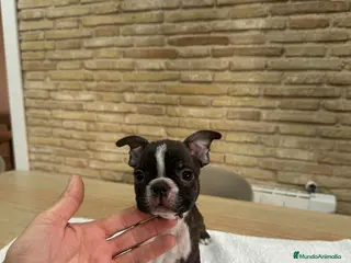 Boston Terrier perros Cachorro boston terrier - Anuncio 1