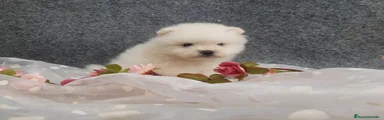 Pomerania Cachorro 4