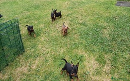 Pinscher Miniatura perros en venta: Pinscher Miniatura  - Imagen 2