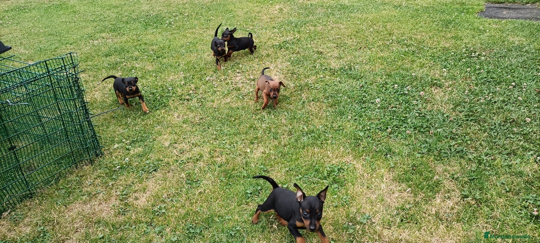 Pinscher Miniatura perros en venta: Pinscher Miniatura  - Imagen 2