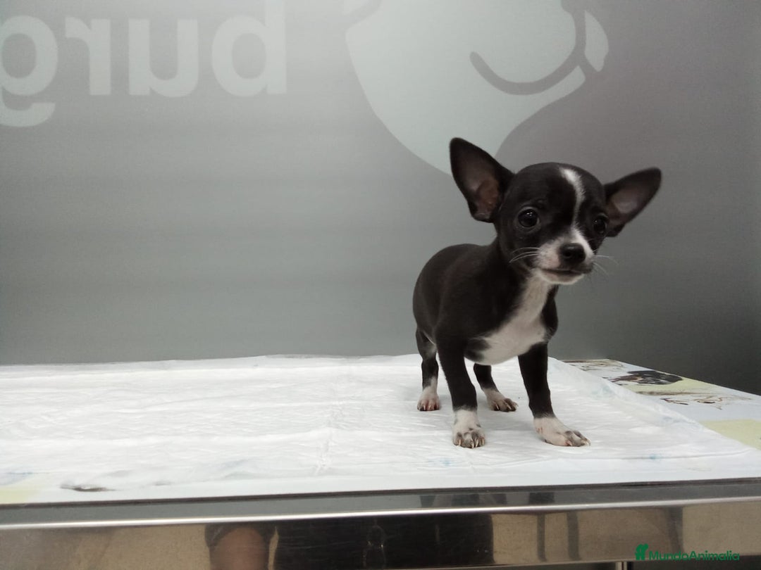 Chihuahua perros en venta: Chihuahua Blue - Anuncio 2