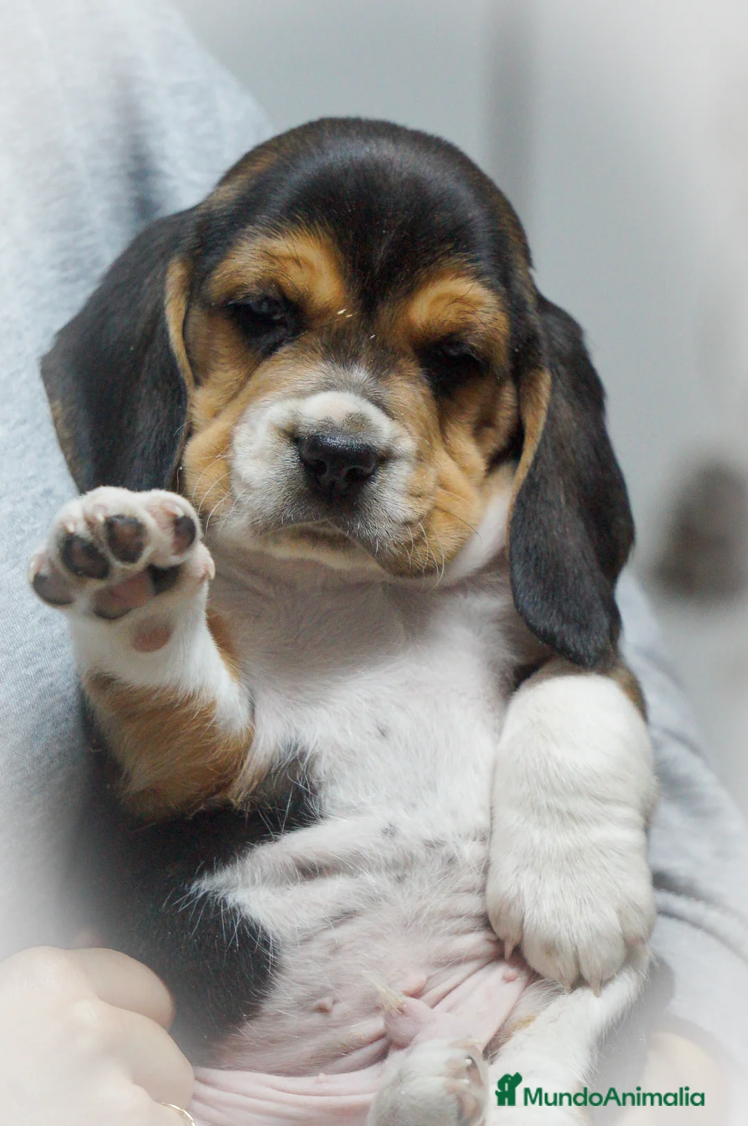 Imagen de galería {{count}}