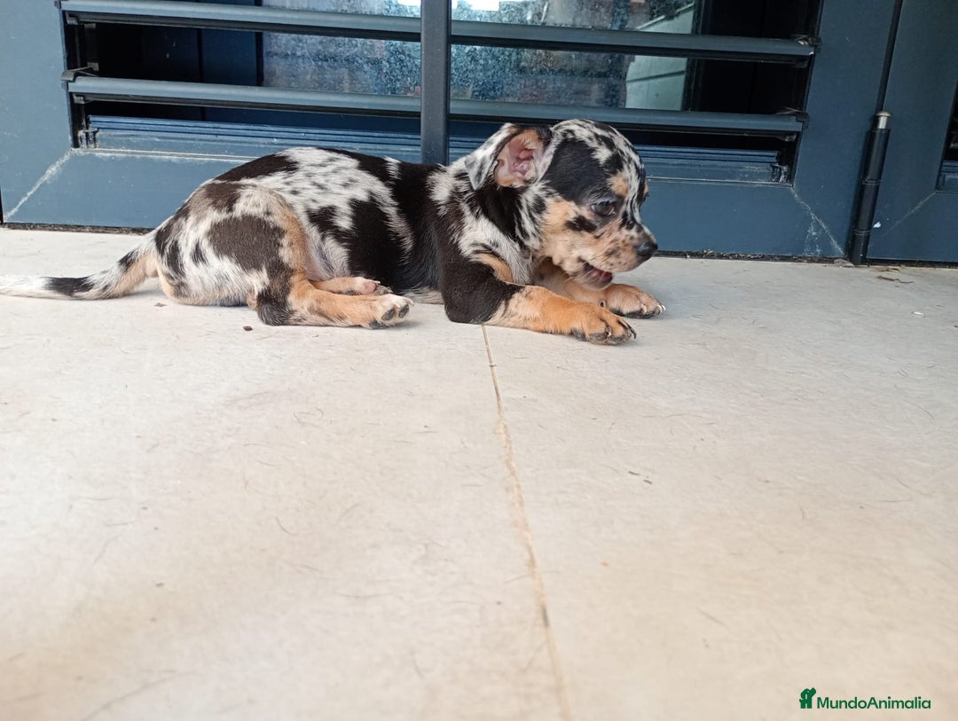 Chihuahua perros en venta: Chihuahua macho  - Imagen 4