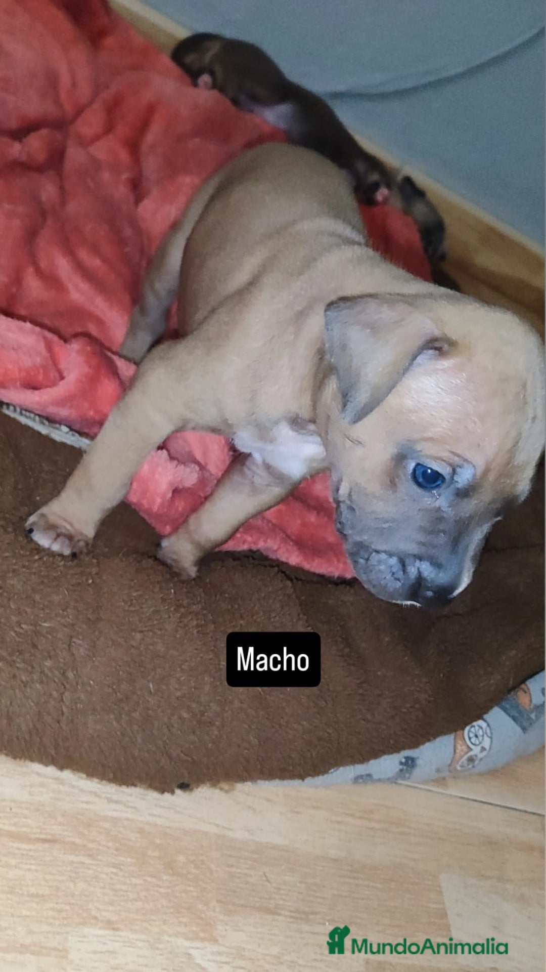 American Pit Bull Terrier perros en venta: American pitbull - Imagen 2