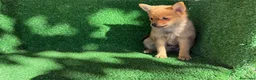 Chihuahua perros en venta: chihuahua - Anuncio 6