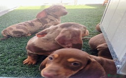 Teckel perros en venta: Teckel chocolate y Arlequín  - Imagen 16