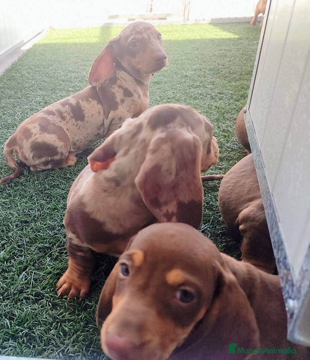 Teckel perros en venta: Teckel chocolate y Arlequín  - Imagen 16
