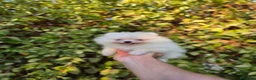 Pomerania perros en venta: LULU DE POMERANIA  - Anuncio 1