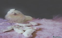 Bichón Maltés perros en venta: Maltés coreano 🐾💙 - Imagen 3