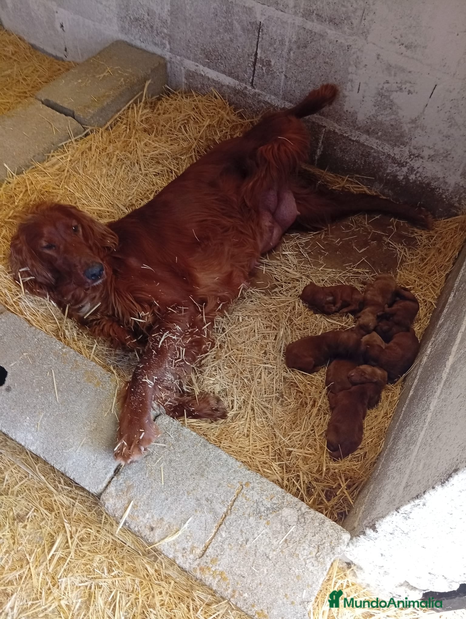 Setter Irlandés Rojo perros en venta: Macho y Hembra de setter irlandés rojo  - Anuncio 2