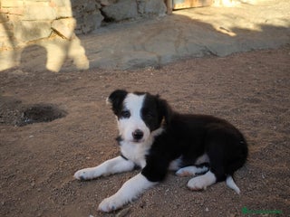 Border Collie perros - Anuncio 22