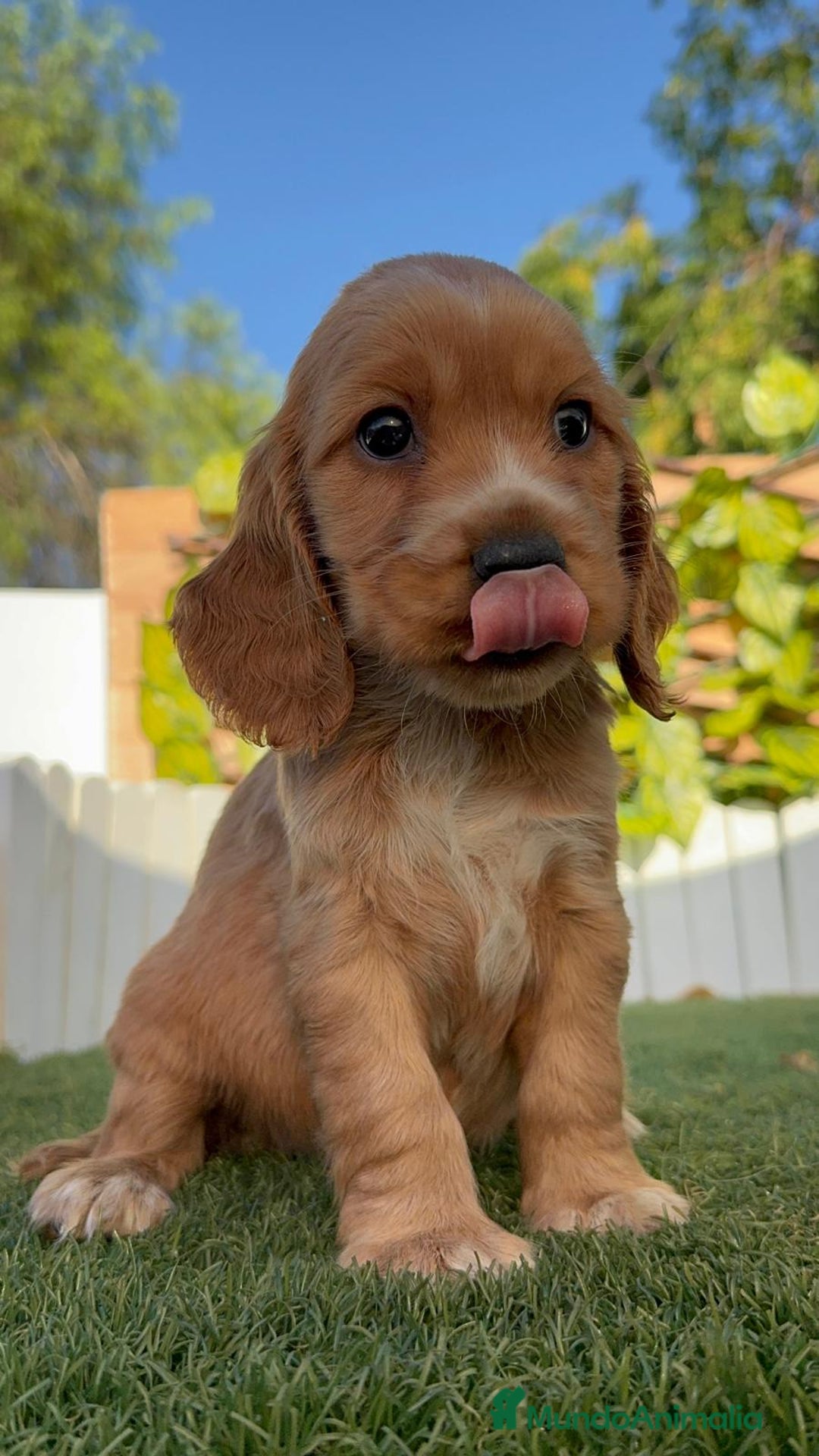Cocker Spaniel Inglés perros en venta: COCKER SPANIEL INGLES - Imagen 6