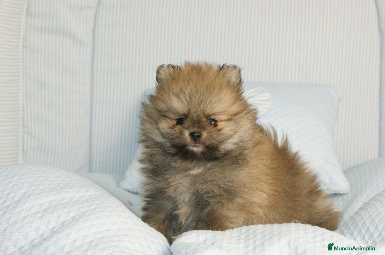 Pomerania perros CACHORROS DE POMERANIA  - Anuncio 3