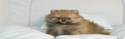 Pomerania perros en venta: CACHORROS DE POMERANIA  - Anuncio 1