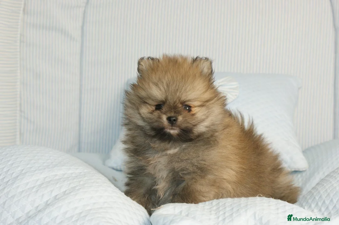 Pomerania perros en venta: CACHORROS DE POMERANIA  - Anuncio 1