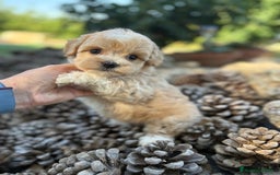 Maltipoo perros en venta: Maltipoo de caramelo !!!!!! - Imagen 8