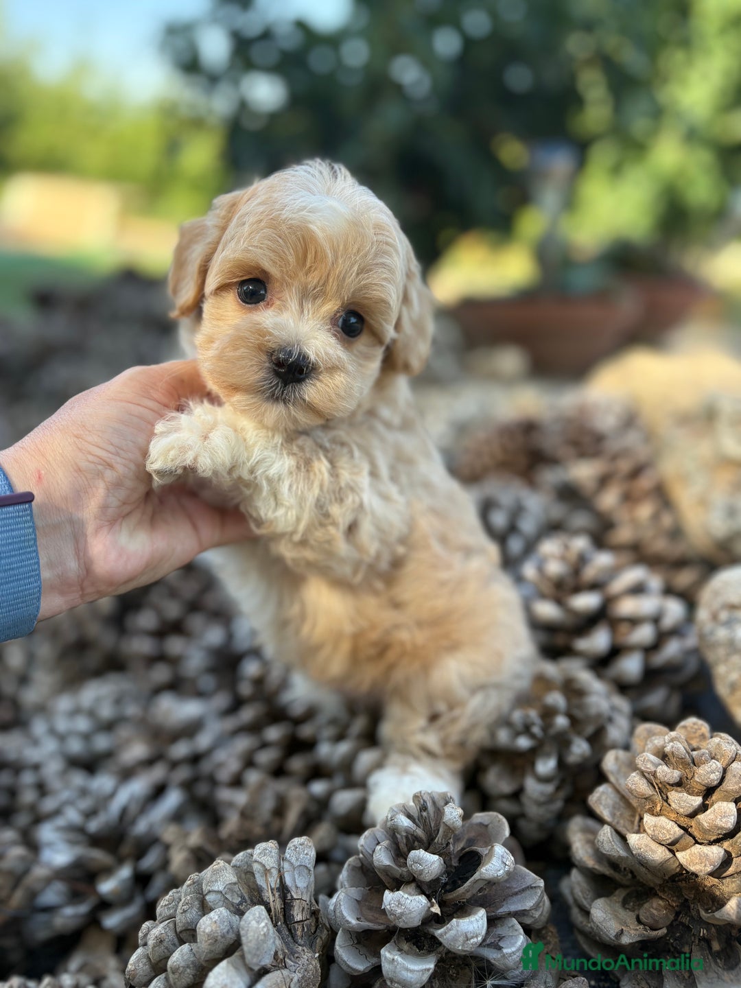 Maltipoo perros en venta: Maltipoo de caramelo !!!!!! - Imagen 8