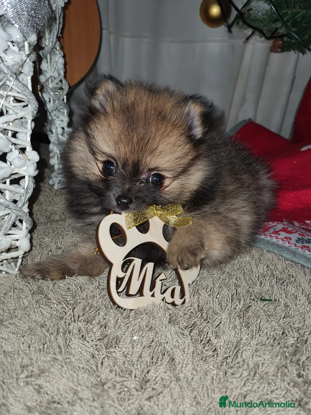 Pomerania perros en venta: Pomerania de Lulú  en Badajoz - Anuncio 1