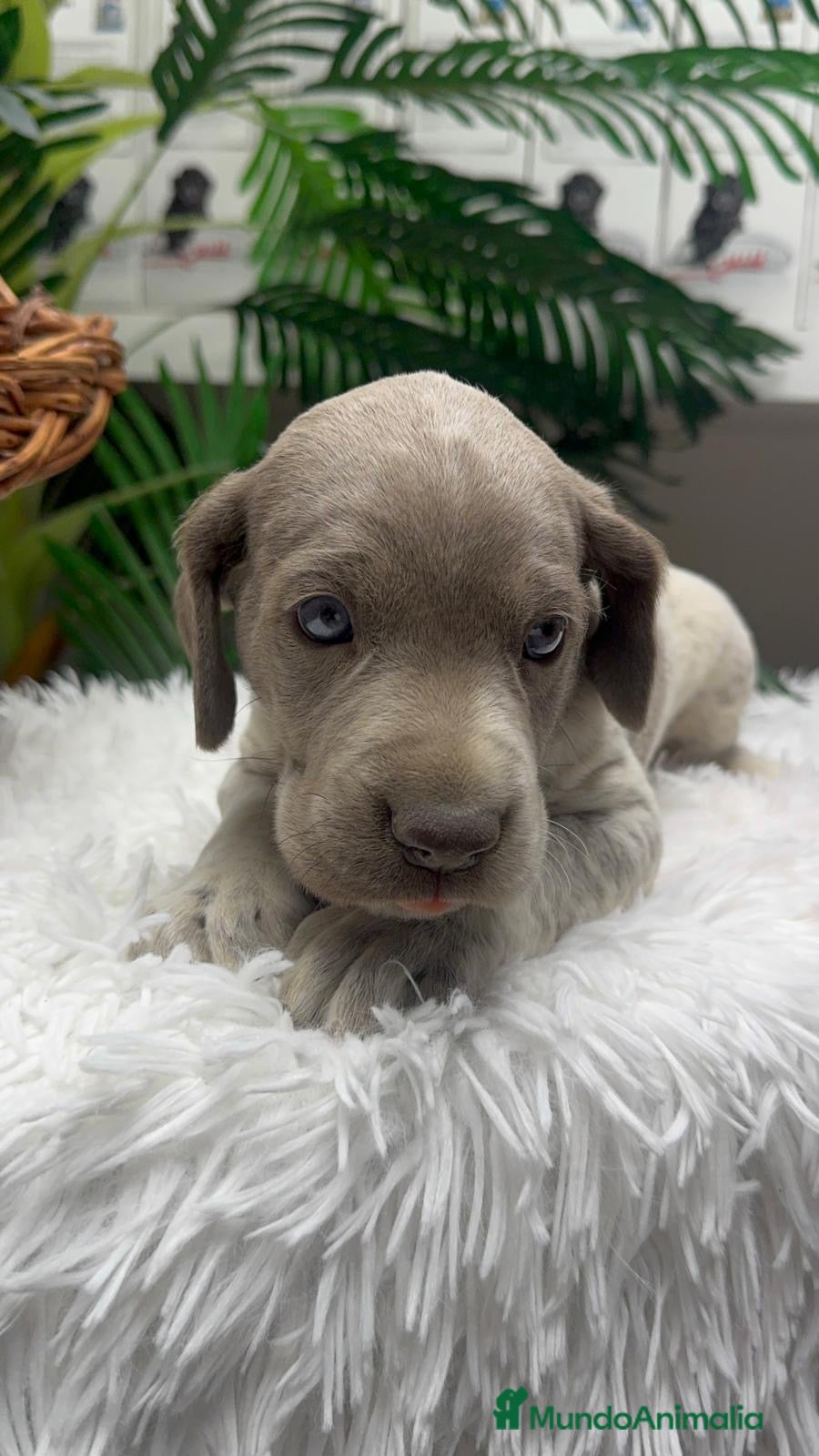 Braco Alemán de Pelo Corto perros en venta: BRACO ALEMAN - Anuncio 19