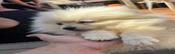 Pomerania perros en venta: Pomeranias ositos🐾🐻 - Anuncio 5