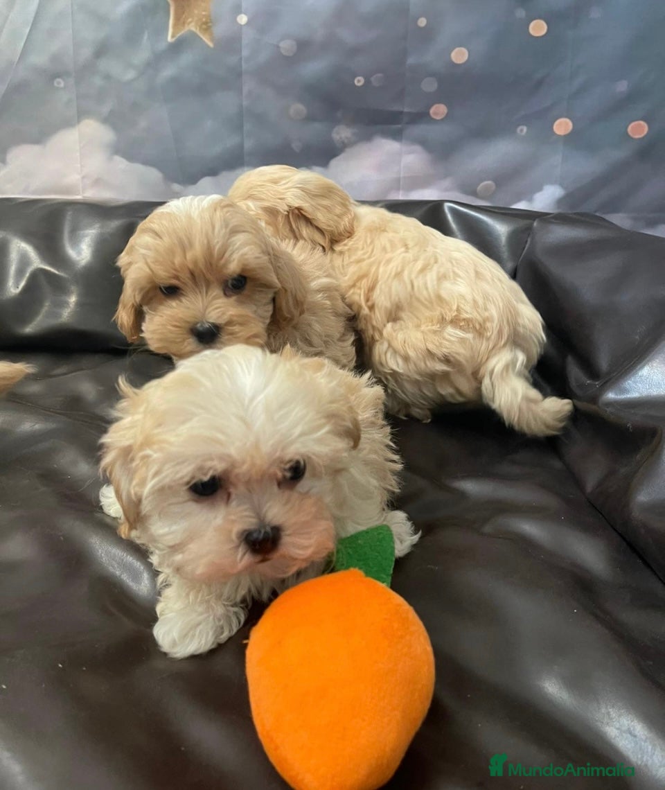 Maltipoo perros Maltipoo  - Anuncio 2