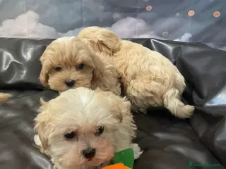 Maltipoo perros Maltipoo - Anuncio 2