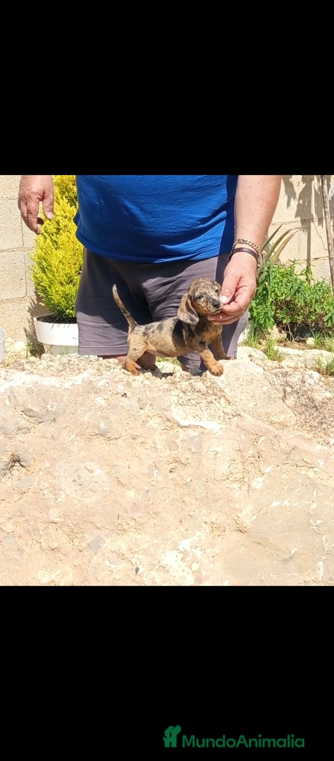 Teckel Miniatura perros en venta: Preciosos cachorros teckel miniatura  - Anuncio 2
