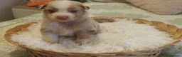 Pastor Australiano perros en venta: Excelente camada de Pastor Australiano  - Anuncio 10