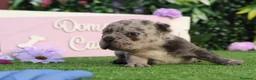 Bulldog Francés perros en venta: Preciosos bulldog francés  - Anuncio 2