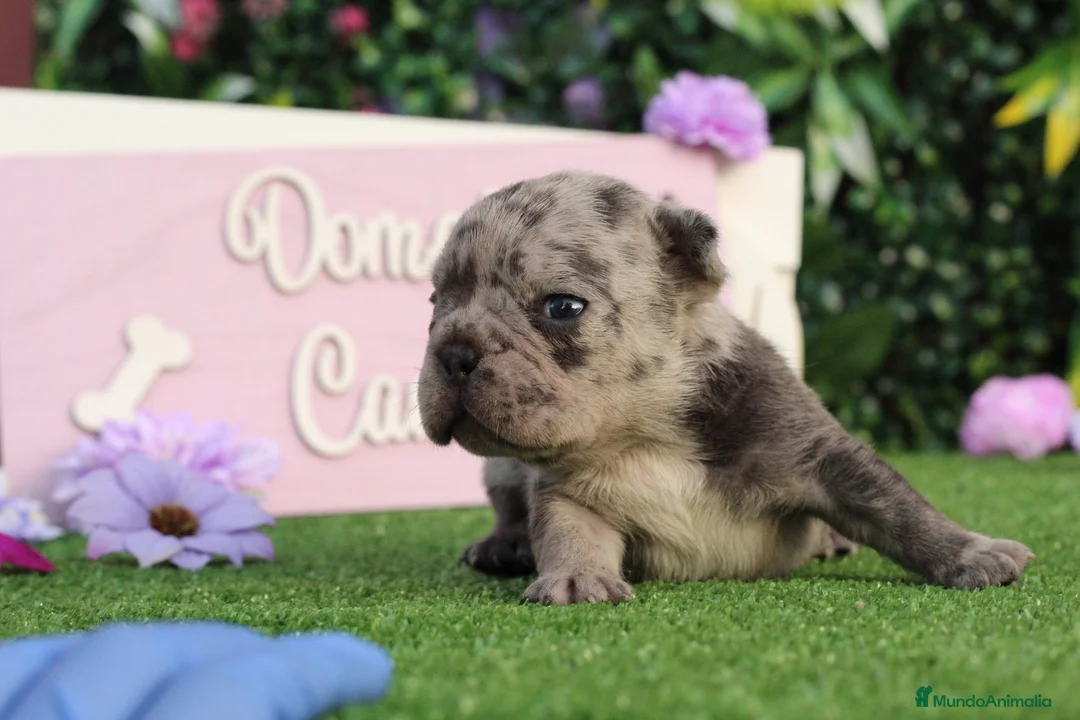 Bulldog Francés perros en venta: Preciosos bulldog francés  - Anuncio 2
