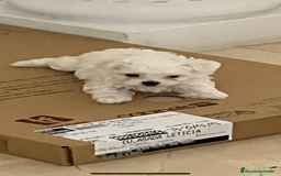 Bichón Maltés perros en venta: preciosos Bichon Maltés - Imagen 3