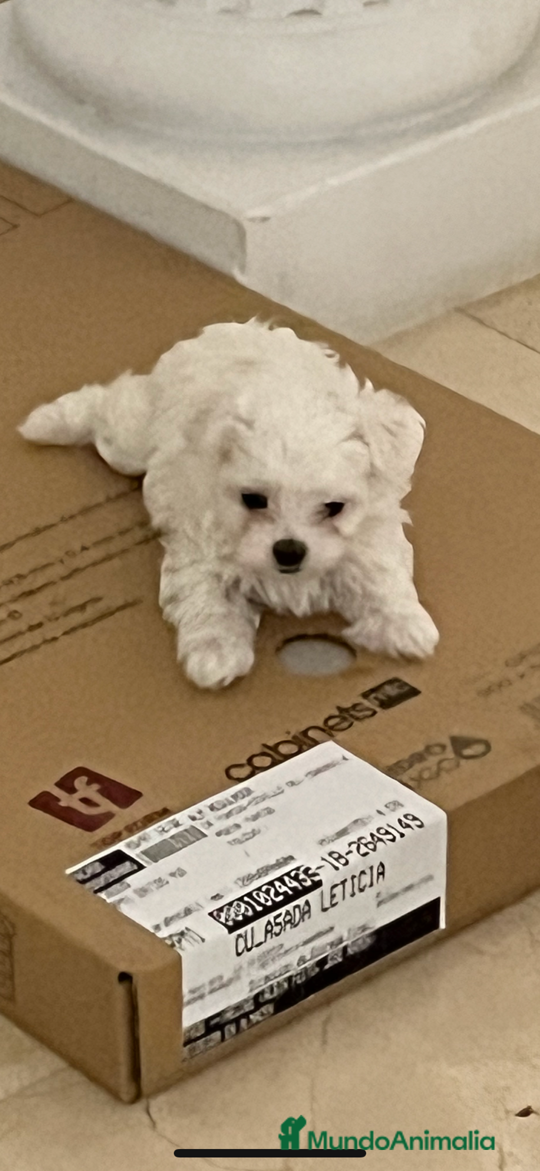 Bichón Maltés perros en venta: preciosos Bichon Maltés - Imagen 3