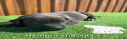 Cane Corso perros en venta: Cachorras de Cane corso  - Anuncio 1