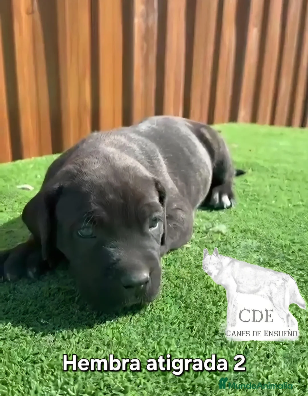 Cane Corso perros en venta: Cachorras de Cane corso  - Anuncio 1
