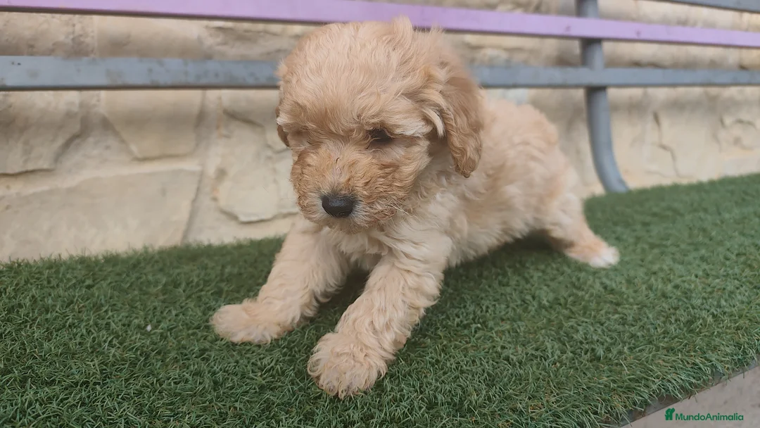 Caniche Toy perros en venta: Machos apricot 💛 - Anuncio 4