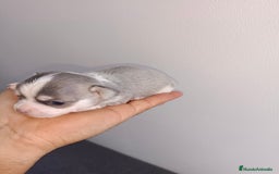 Chihuahua perros en venta: Chihuahua mini toy  - Imagen 5