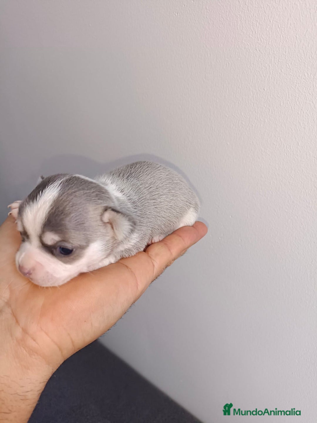 Chihuahua perros en venta: Chihuahua mini toy  - Imagen 5