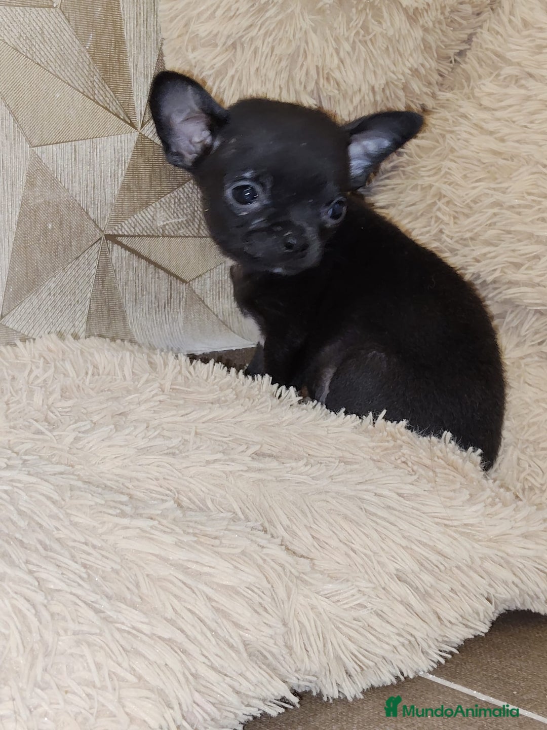 Chihuahua perros en venta: Chihuahua 🖤 - Anuncio 3