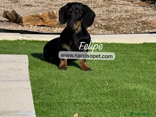 Teckel Miniatura perros TECKEL 4 MESES - Anuncio 4