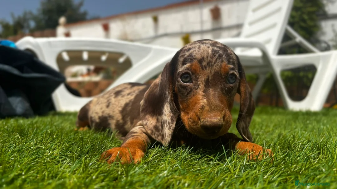 Teckel perros en venta: Teckels Kaninchen Arlequines Chocolate  - Anuncio 1