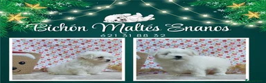 Bichón Maltés Cachorro 4